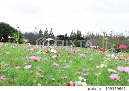 【千葉県印西市】印西牧の原公園のコスモス畑の風景 109359661