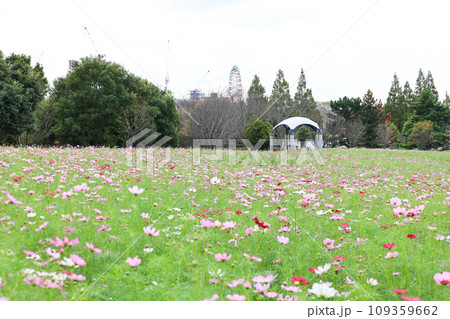 【千葉県印西市】印西牧の原公園のコスモス畑の風景 109359662