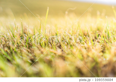 芝生 イメージ 芝生 イメージ 109359884