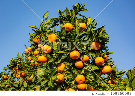 みかん園 109360092