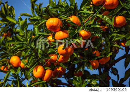 みかん園 みかん園 109360106
