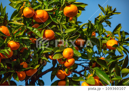 みかん園 みかん園 109360107