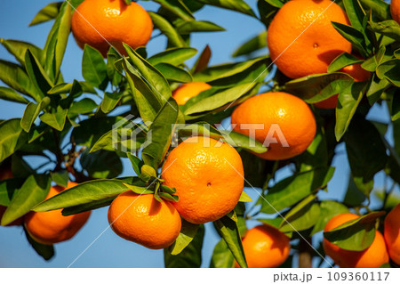 みかん園 109360117
