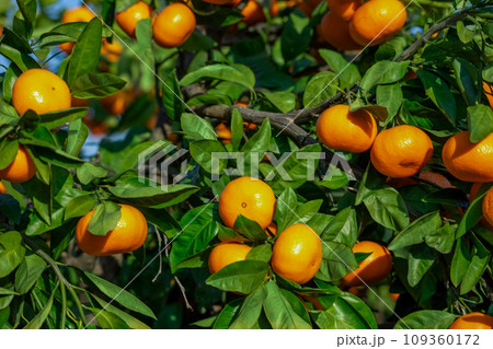 みかん園 109360172