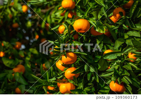 みかん園 109360173