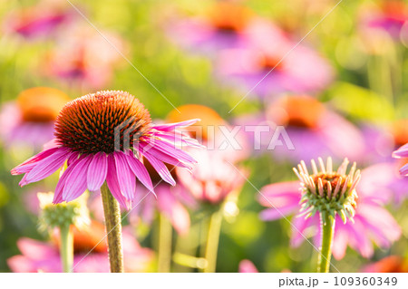 Echinacea flowers detail - alternative medicine plants Echinacea flowers detail - alternative medicine plants 109360349