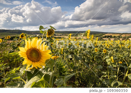 Sunflower field - sunflowers with clouds on background, wide angle view Sunflower field - sunflowers with clouds on background, wide angle view 109360350