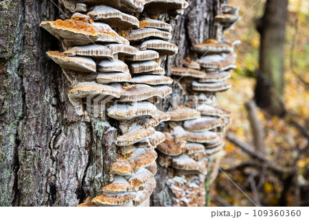 Polypore mushrooms on tree with autumn forest on background Polypore mushrooms on tree with autumn forest on background 109360360