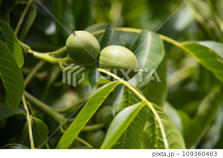 Green walnut on tree - fruit detail with leaves on background 109360403