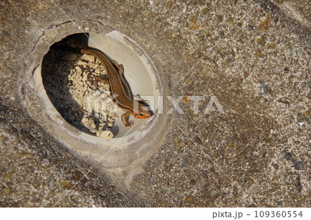 水抜き穴から顔を出すニホントカゲ 水抜き穴から顔を出すニホントカゲ 109360554