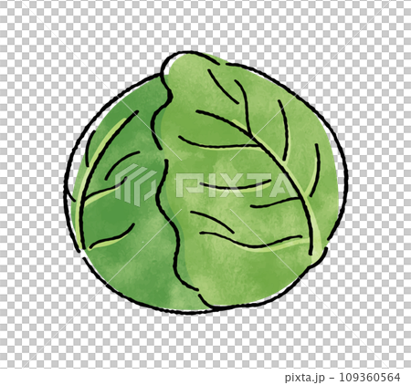 cabbage  109360564