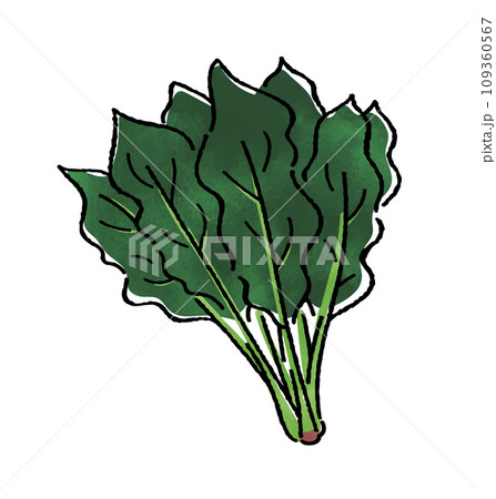 ほうれん草 109360567