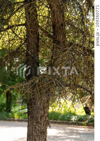 a branch of an old coniferous tree, the branches 109360771
