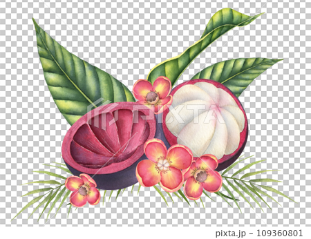 Mangosteen with palm leaves and flowers. Watercolor hand drawn illustration of exotic tropical Fruit on isolated background. Drawing of asian food with garcinia and juicy slices. Sketch of mangostana. 109360801