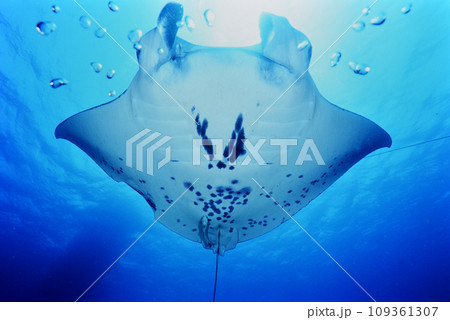 石垣島のマンタ 石垣島のマンタ 109361307