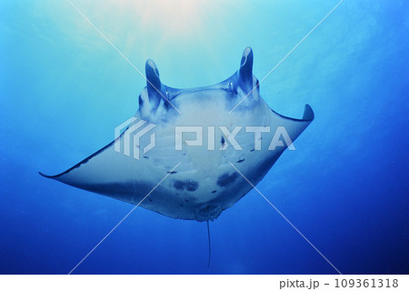 石垣島のマンタ 109361318
