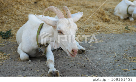 Close-up of a white goat lying on the ground and chewing grass. Hay is scattered in the background. Summer in the countryside. Cattle in the countryside. Close-up of a white goat lying on the ground and chewing grass. Hay is scattered in the background. Summer in the countryside. Cattle in the countryside. 109361455