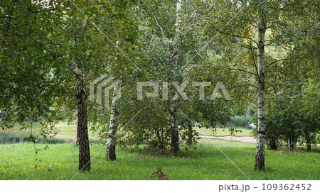 birches trees with green foliage birches trees with green foliage 109362452