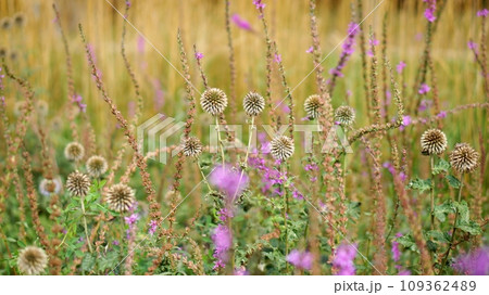 wildflowers in a park and golden tree as a background 109362489