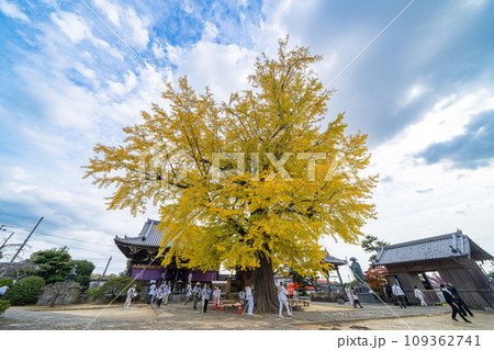 【第5番札所】地蔵寺 たらちね大銀杏【四国八十八箇所】 【第5番札所】地蔵寺 たらちね大銀杏【四国八十八箇所】 109362741