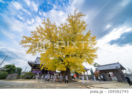 【第5番札所】地蔵寺　たらちね大銀杏【四国八十八箇所】 109362743