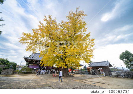 【第5番札所】地蔵寺　たらちね大銀杏【四国八十八箇所】 109362754