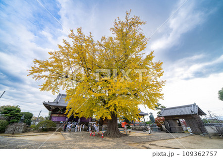 【第5番札所】地蔵寺　たらちね大銀杏【四国八十八箇所】 109362757