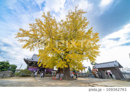 【第5番札所】地蔵寺 たらちね大銀杏【四国八十八箇所】 【第5番札所】地蔵寺 たらちね大銀杏【四国八十八箇所】 109362761