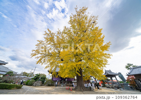 【第5番札所】地蔵寺 たらちね大銀杏【四国八十八箇所】 【第5番札所】地蔵寺 たらちね大銀杏【四国八十八箇所】 109362764
