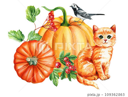 Cute ginger kitten, pumpkin, bird and flowers, watercolor hand drawing. Autumn composition, cute cat Cute ginger kitten, pumpkin, bird and flowers, watercolor hand drawing. Autumn composition, cute cat 109362863