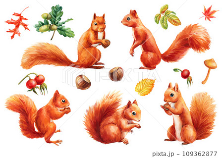 Squirrel, nut, leaf and acorn on isolated background, watercolor squirrel, cute animal clipart, watercolor illustration 109362877