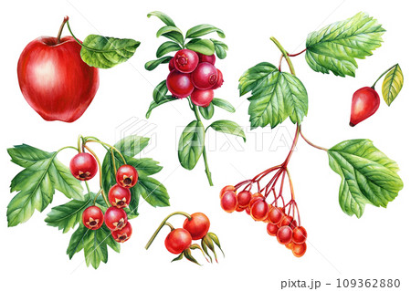 Watercolor botanical set berries. Hawthorn, cowberry, rosehip, apple and viburnum on isolated white background 109362880
