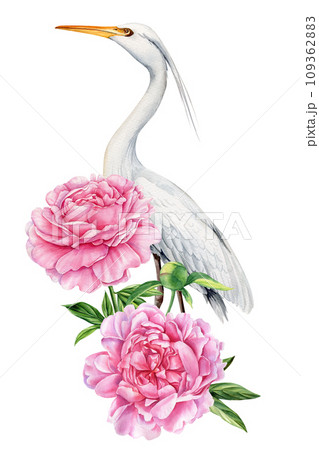 Heron with peonies. Beautiful bird with flowers on isolated white background, watercolor botanical illustration 109362883