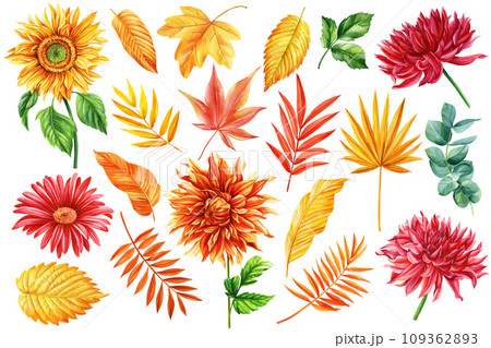 Set of dahlia, sunflower, autumn tropical leaves yellow and red. Watercolor hand drawing illustration white background 109362893