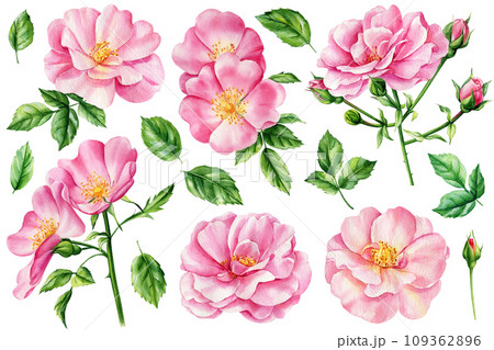 Pink roses flowers, bud and leaves on a white background, floral design. Botanical watercolor painting. Floral clipart 109362896
