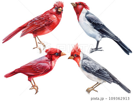 Set winter birds. Watercolor red cardinals isolated on white background. Watercolor illustration on a white background 109362913