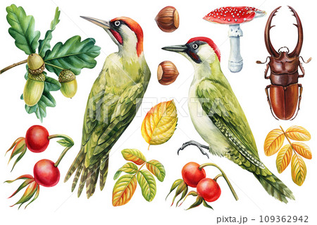 Set autumn elements Woodpecker, beetle, rosehip and acorn on isolated white background, forest watercolor illustration.  Set autumn elements Woodpecker, beetle, rosehip and acorn on isolated white background, forest watercolor illustration.  109362942