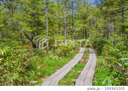 【新緑の上高地】爽やかな森の中を行く遊歩道 【新緑の上高地】爽やかな森の中を行く遊歩道 109363205