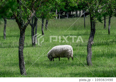 White Sheep Browses Between Trees In The Landscape Of Lake Neusiedl in Burgenland, Austria White Sheep Browses Between Trees In The Landscape Of Lake Neusiedl in Burgenland, Austria 109363490