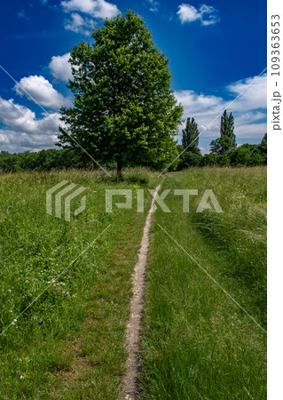 Single Tree Beneath Narrow Footpath in River Danube Wetlands National Park In Austria 109363653