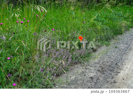 Meadow With Blooming Flowers At The Side Of A Narrow Gravel Path Meadow With Blooming Flowers At The Side Of A Narrow Gravel Path 109363667