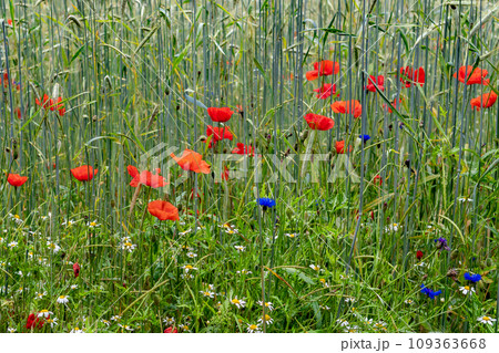 Cornfield And Colorful Flower Meadow With Poppy, Cornflower And Marguerite 109363668