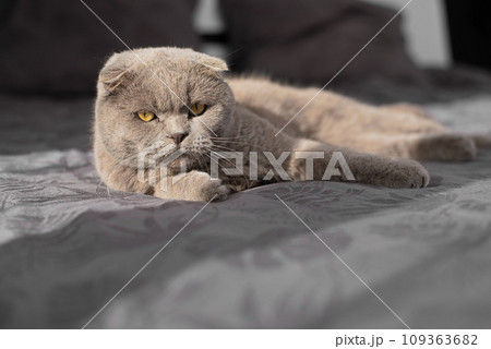 cat resting on the bed. British cat 109363682