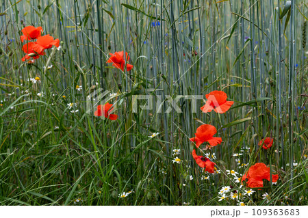 Cornfield And Colorful Flower Meadow With Poppy, Cornflower And Marguerite Cornfield And Colorful Flower Meadow With Poppy, Cornflower And Marguerite 109363683