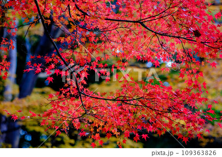 紅葉真っ盛り。神戸市内からすぐの保久良山神社の参道にて撮影 紅葉真っ盛り。神戸市内からすぐの保久良山神社の参道にて撮影 109363826