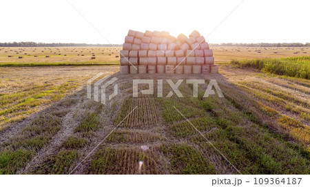 Many twisted dry wheat straw in roll bales on field during sunset sunrise. Large bales of straw after harvest twisted into rolls on field. Rural sunny landscape, countryside scenery. Red sun glare 109364187