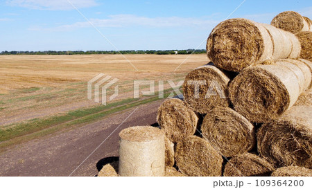 Many bales of straw in the field. Many bales rolls of wheat straw stacked together in field after harvest on summer day. Agricultural agro-industrial agrarian field. agribusiness. Aerial drone view. 109364200