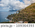 Stunning view of Manarola village in Cinque Terre National Park, beautiful cityscape with colorful houses and green terraces on cliffs over a sea, Liguria region of Italy. 109364393