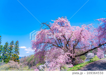 【春素材】春の絶景・小川村番所の桜【長野県】 109364550