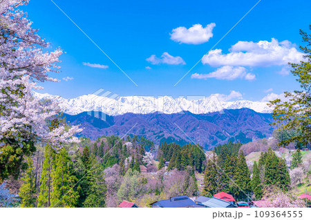 【春素材】春の絶景・小川村番所の桜【長野県】 109364555